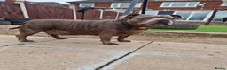 Staffordshire Bull Terrier dogs for sale: Blue Staffordshire - Advert 3