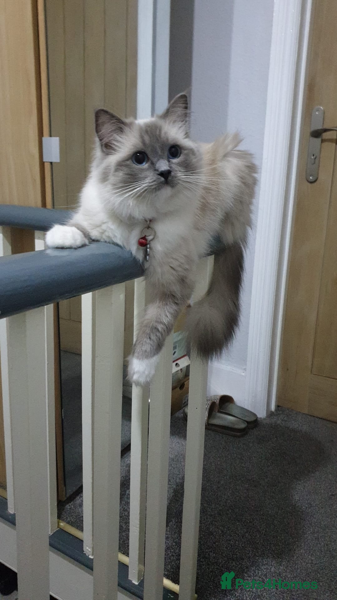 Ragdoll cats for sale: Ready to collect-Blue Point Kittens-Vaccinated - Image 28