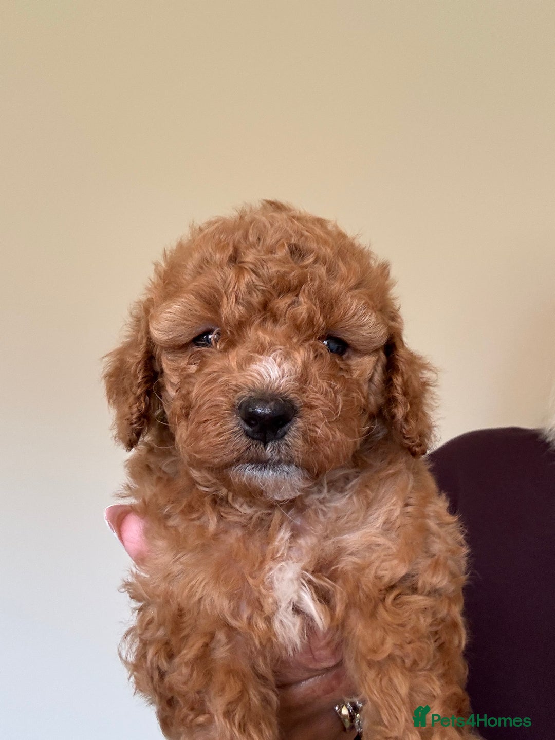 Cockapoo dogs for sale: 🧡 Only One Beautiful Girl Left – Miss Orange 🧡 - Advert 6