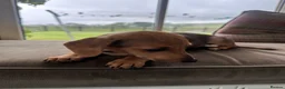 Mixed Breed dogs for sale: Beautiful female Dachshund Puppy - Advert 9