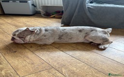 English Bulldog dogs for sale: English bulldog-Male - Image 2