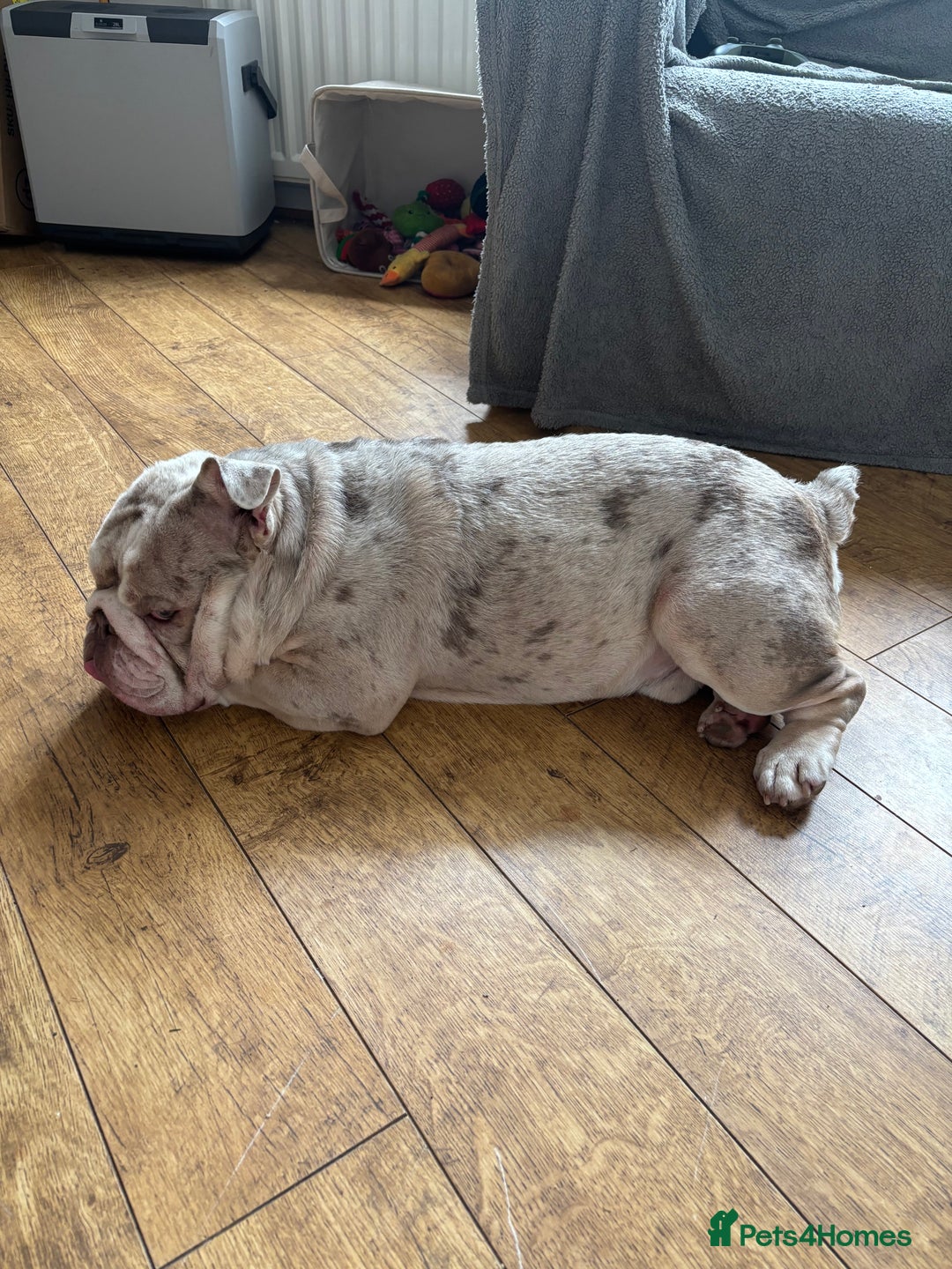 English Bulldog dogs for sale: English bulldog-Male - Image 2