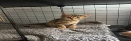 Bengal cats for sale: Stunning beautiful natured bengal cross kittens - Advert 17