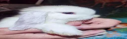 Mini Lop rabbits for sale: Baby Mini Lops - Advert 9