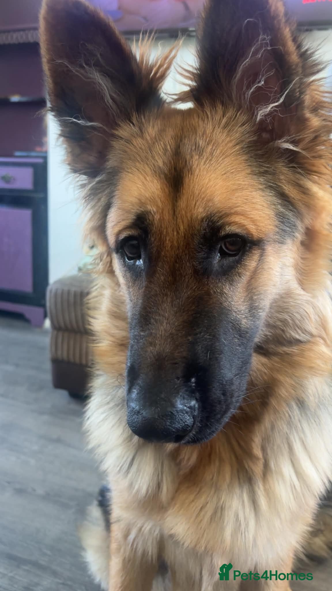 German Shepherd dogs 7 month german shepherd male - Advert 1