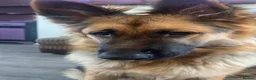 German Shepherd dogs for sale: 7 month german shepherd male in Shrewsbury - Advert 1