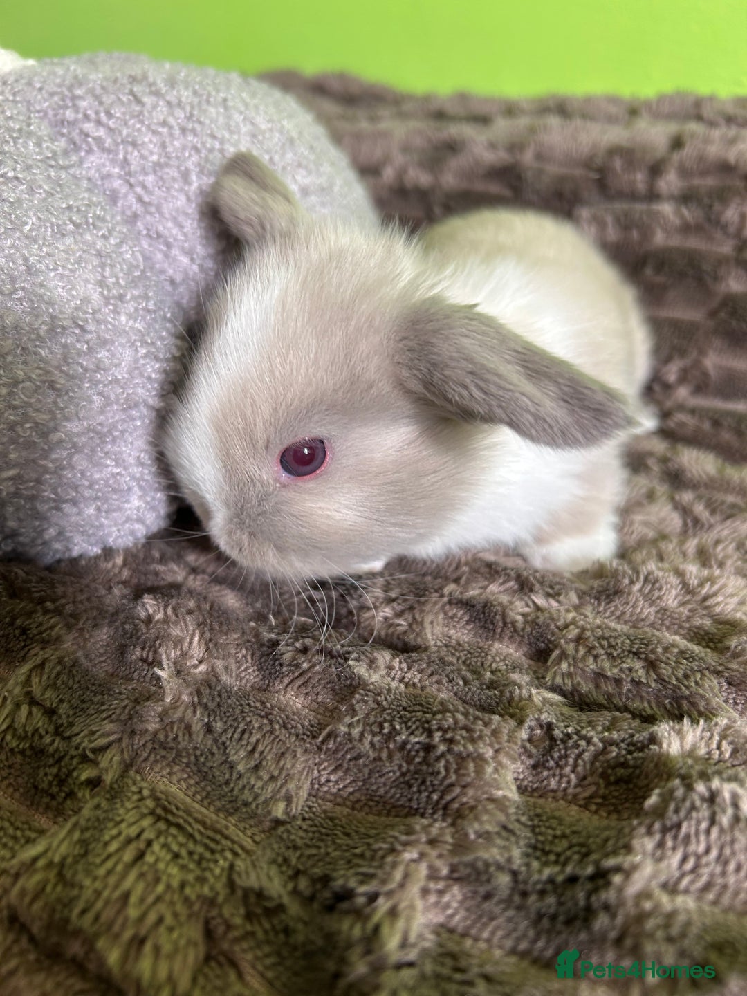 Mini Lop rabbits for sale: Pure breed mini lops  - Image 15