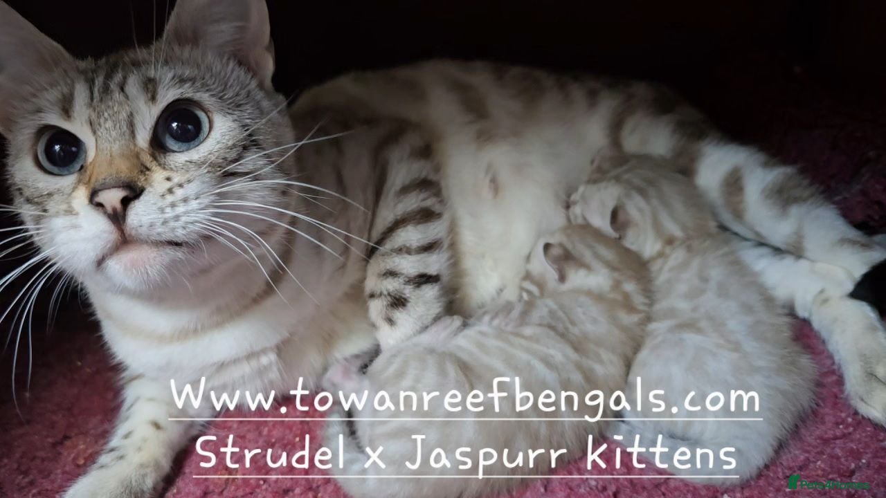 Bengal cats Silver snow mink Tica registered bengal kittens  - Advert 2