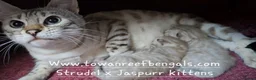 Bengal cats for sale: Silver snow mink Tica registered bengal kittens  - Advert 1