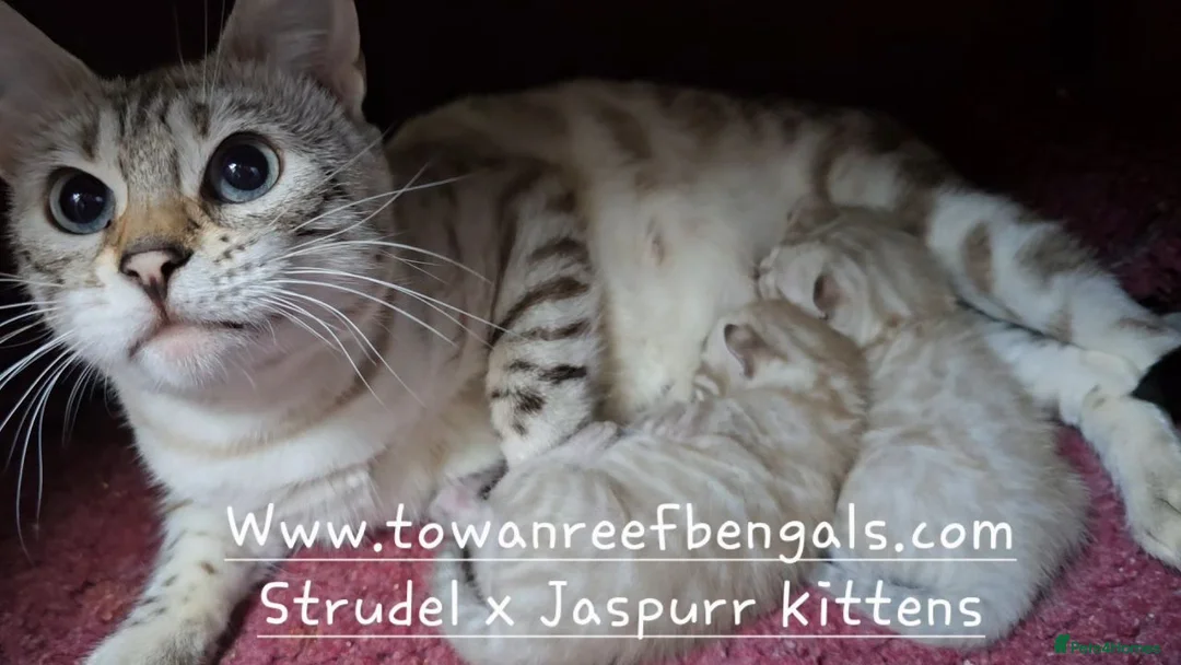 Bengal cats for sale: Silver snow mink Tica registered bengal kittens  - Advert 1
