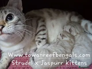 Bengal cats Silver snow mink Tica registered bengal kittens - Advert 1