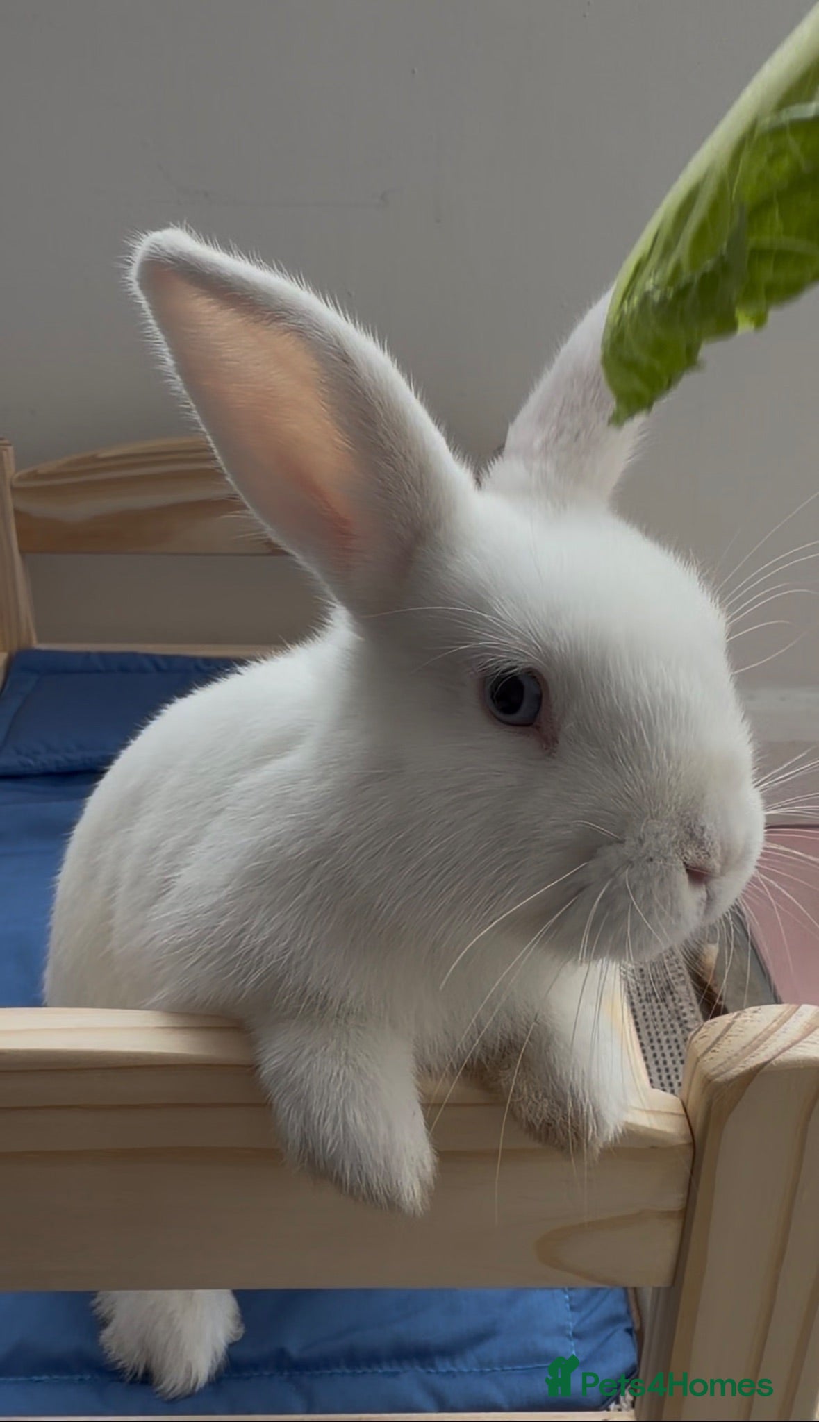 Netherland Dwarf rabbits 🐰 Beautiful Pet Rabbit Looking for a Loving Home - Advert 3