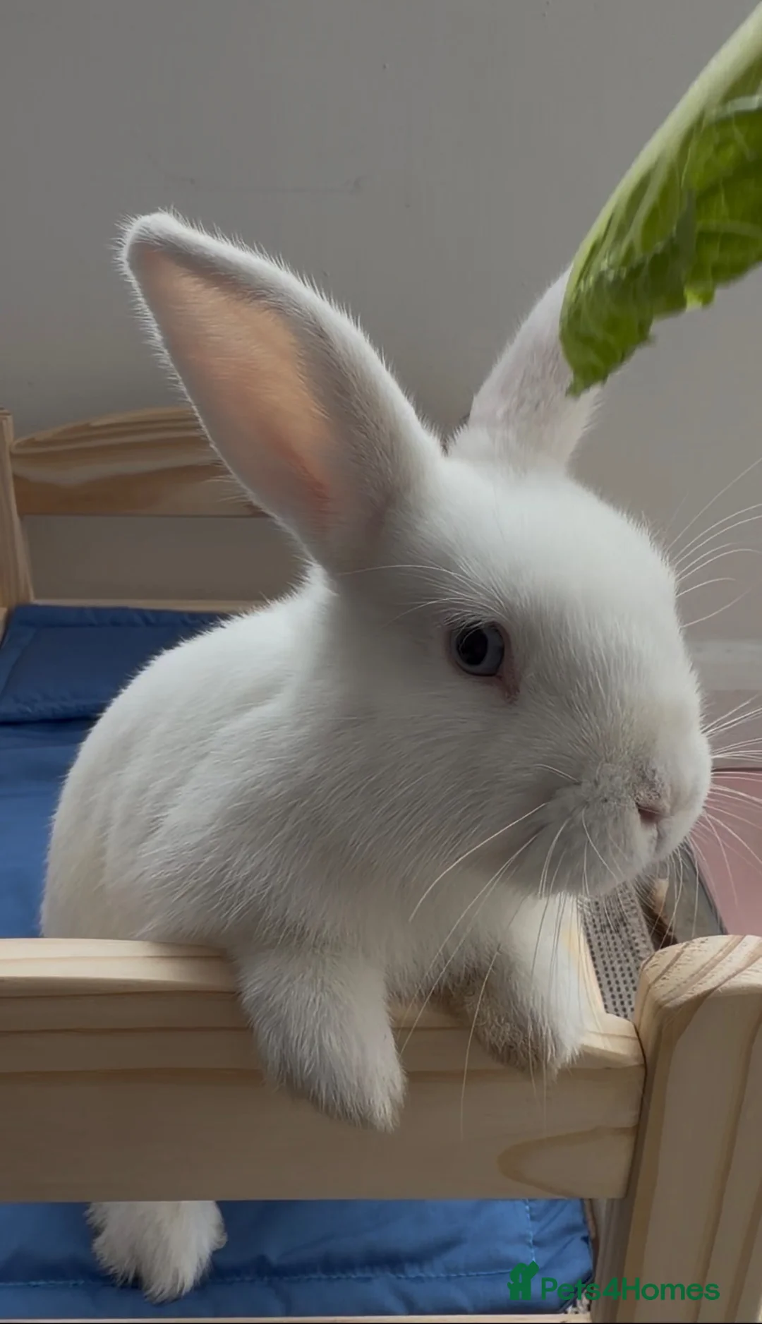 Netherland Dwarf rabbits for sale: 🐰 Beautiful Pet Rabbit Looking for a Loving Home in Stratford-upon-Avon - Advert 1