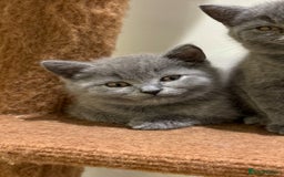 British Shorthair cats for sale: TICA Gorgeous chunky British Shorthair Male/Boy - Image 3