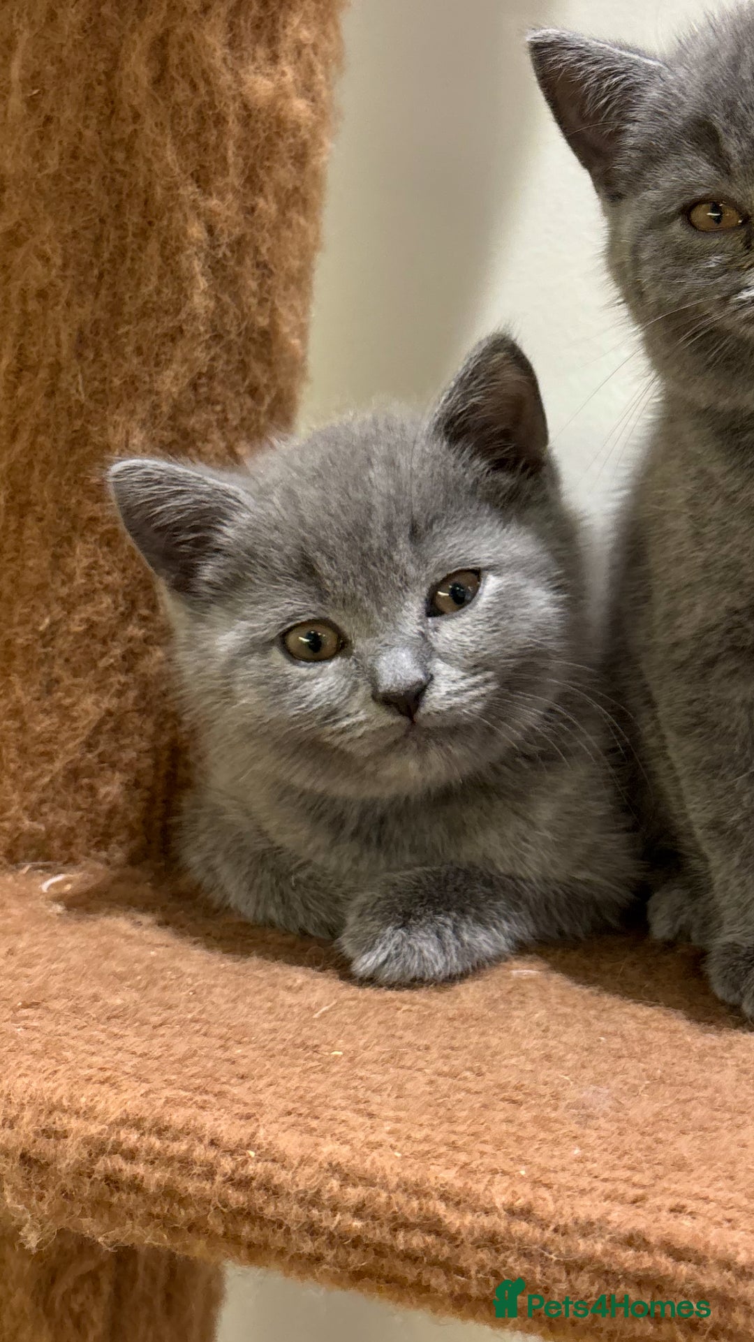 British Shorthair cats for sale: TICA Gorgeous chunky British Shorthair Male/Boy - Image 3
