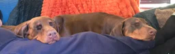 Dobermann dogs for sale: HEALTH TESTED,HOME REARED STUNNING DOBERMAN PUPS  - Advert 13