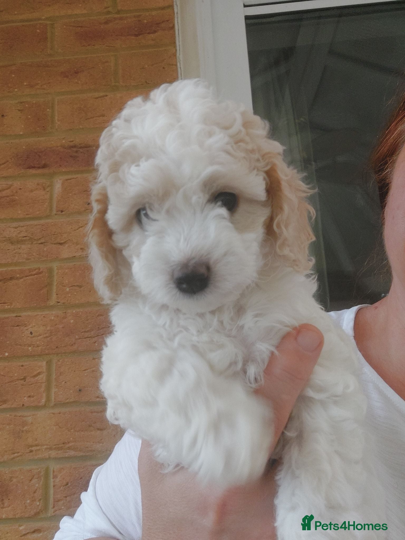 Cockapoo dogs Beautiful American cockapoo pups F1b - Advert 1