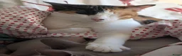 Arabian Mau cats for adoption: Female Rescue Cat for Adoption - Advert 11