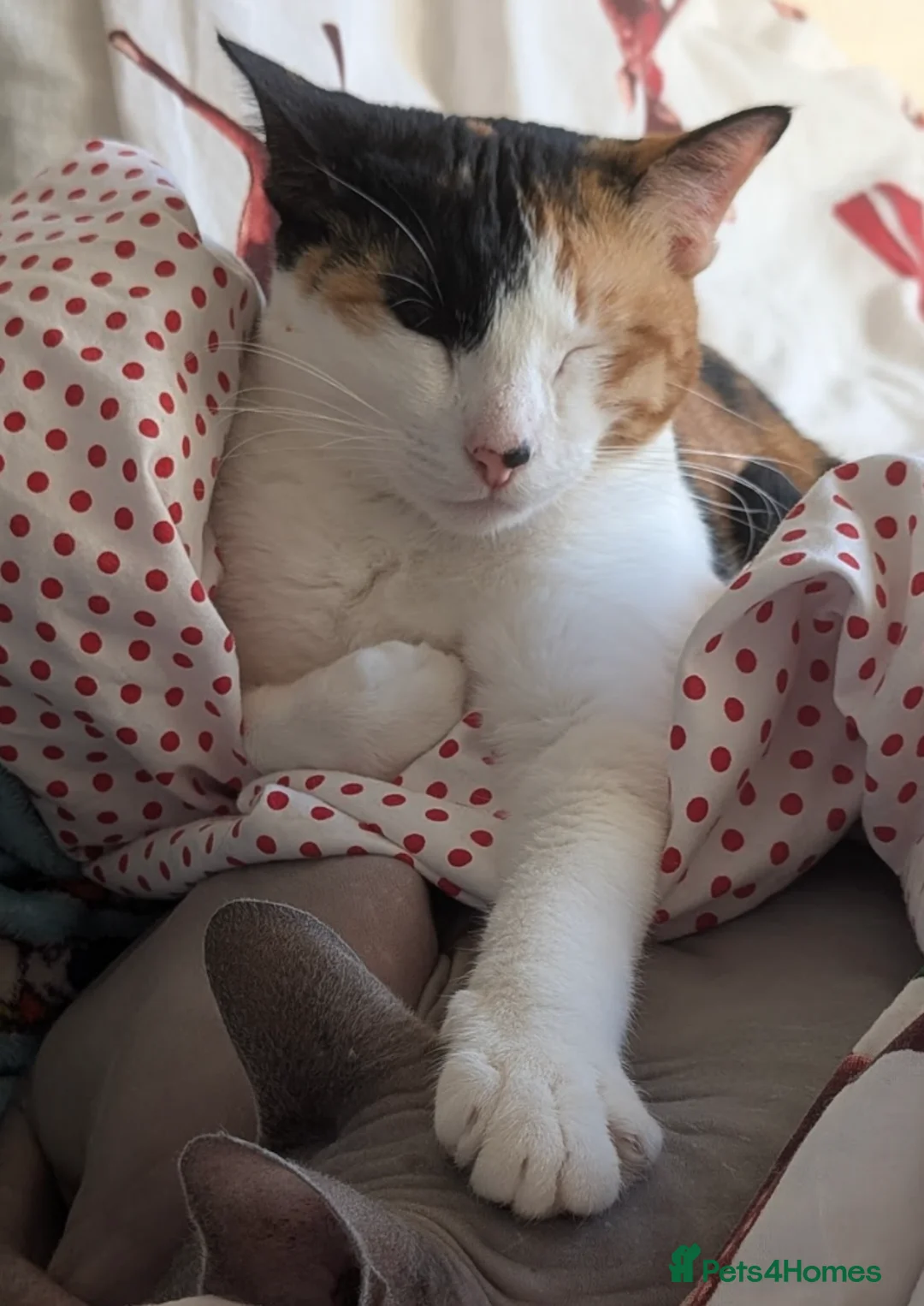 Arabian Mau cats for adoption: Female Rescue Cat for Adoption - Advert 11