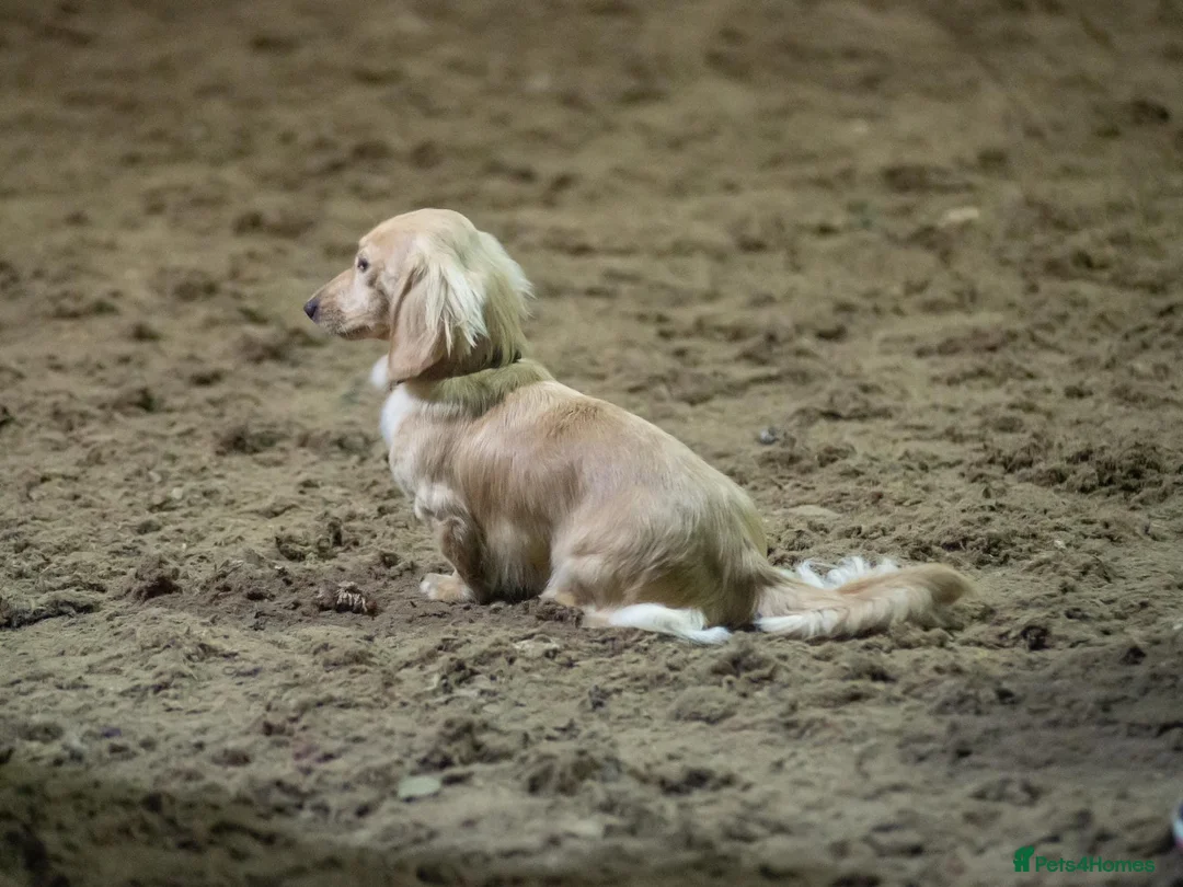 Miniature Dachshund dogs for stud: ee Cream Long Coat Miniature Dachshund Stud in Dalry - Advert 18