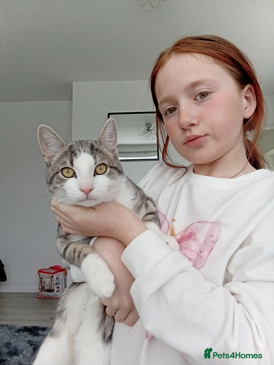 Mixed Breed cats for sale: Ivyyy in Stockton-on-Tees - Advert 1