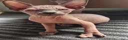Sphynx cats for sale: Sphynx kittens in Milton Keynes - Advert 8