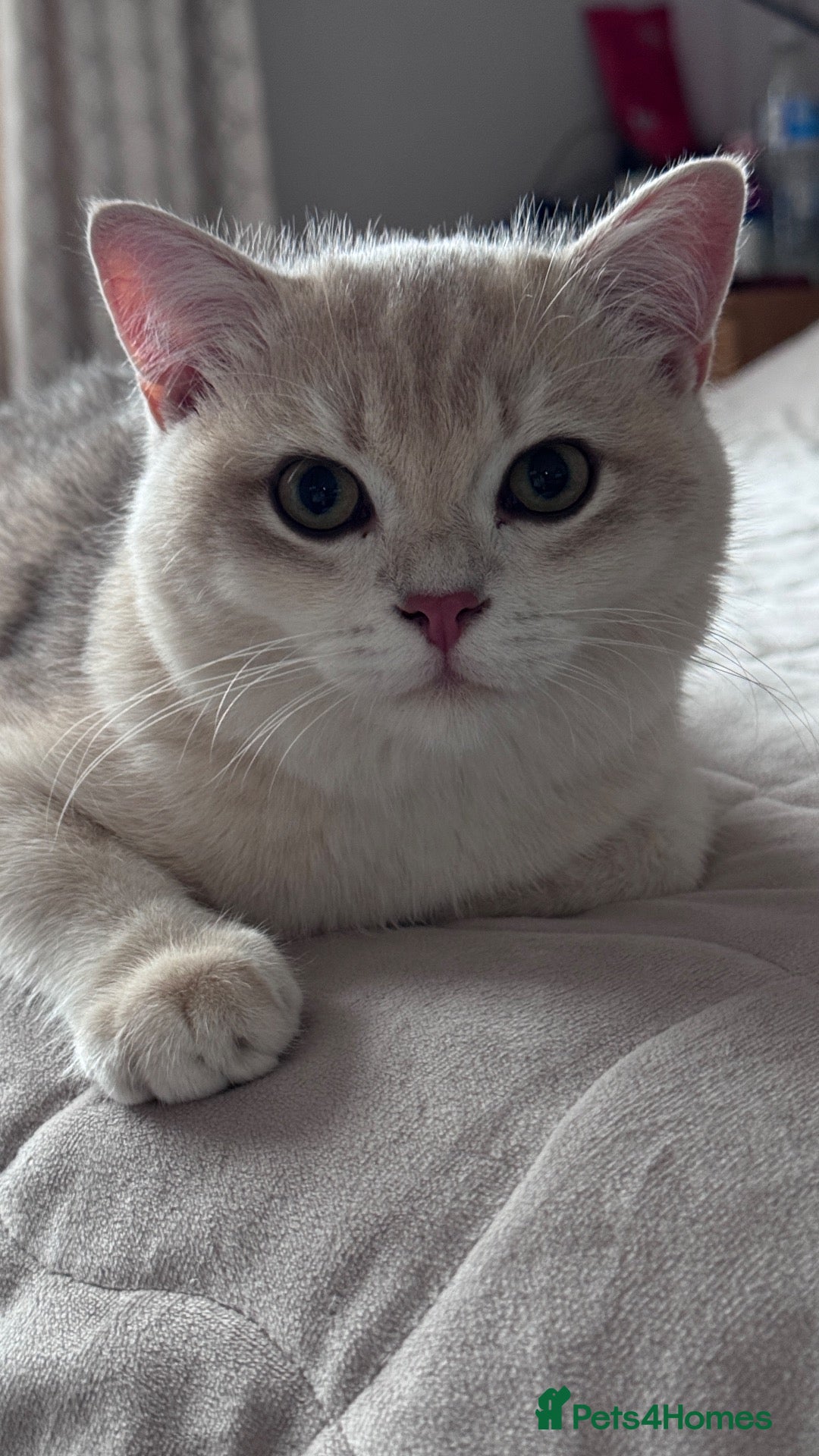 British Shorthair cats GCCF BSH READY FOR NEW HOME GOLD AND BLUE KITTENS - Advert 4