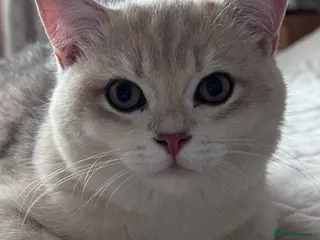 British Shorthair cats GCCF BSH READY FOR NEW HOME GOLD AND BLUE KITTENS - Advert 4