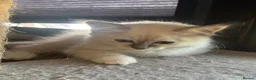 Birman cats for sale: Strong healthy Birman babies available  in Peacehaven - Advert 18