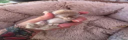 Lionhead rabbits for sale: Double maned lionhead- new litter in the nest. - Advert 18