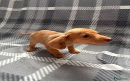 Dachshund dogs for sale: LAST 2 READY NOW Dachshund Puppies (1F, 1M) - Image 12