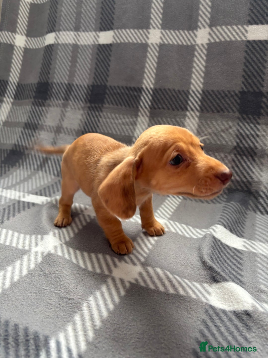 Dachshund dogs for sale: LAST 2 READY NOW Dachshund Puppies (1F, 1M) - Image 12