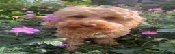 Cockapoo dogs for sale: Last Chocolate F1B Male Cockapoo Available 🧸🤎 - Advert 4