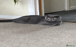 Scottish Fold cats for sale: Gorgeous Scottish Kittens - Image 4