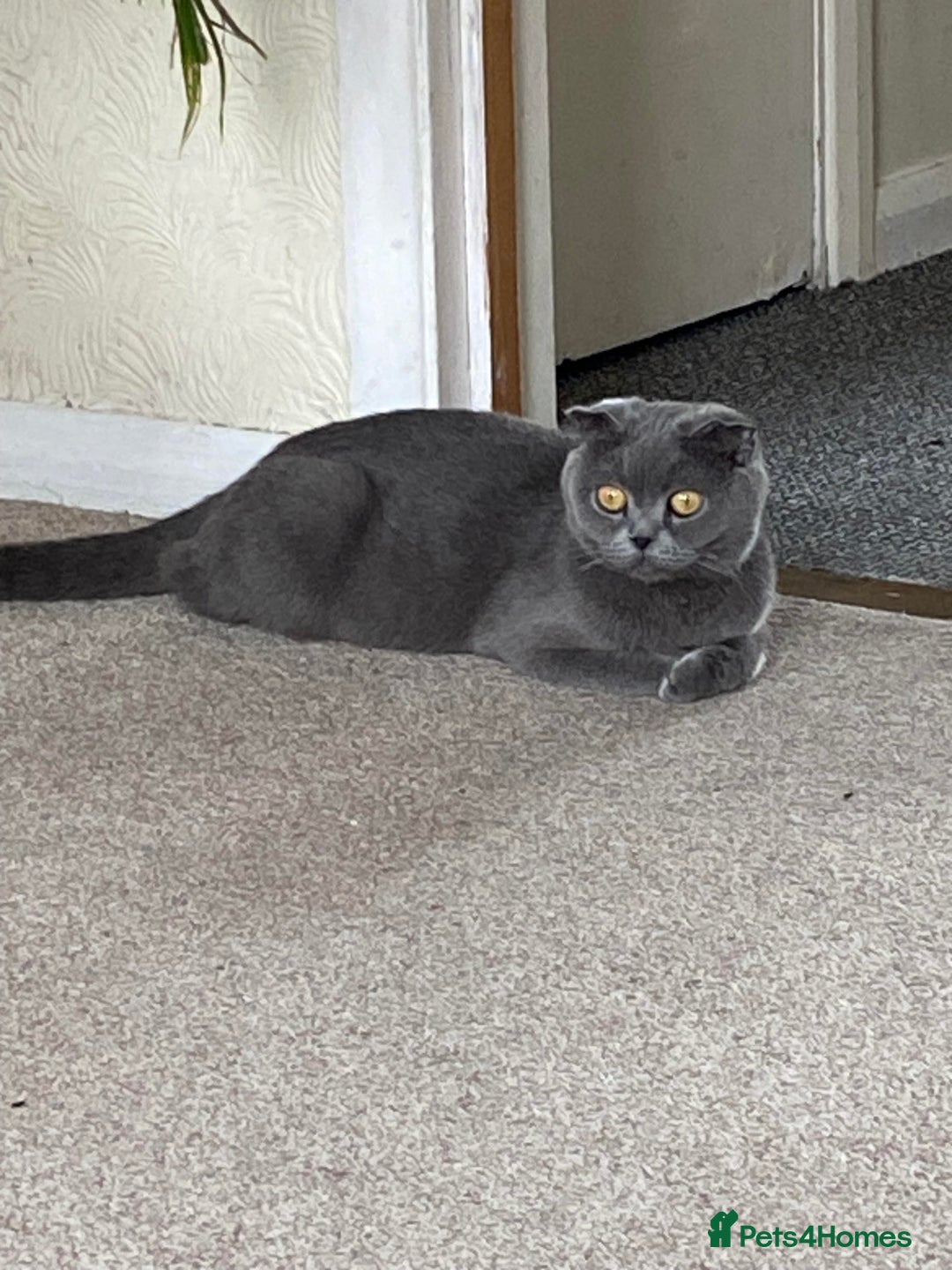 Scottish Fold cats for sale: Gorgeous Scottish Kittens - Image 4