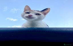 Mixed Breed cats for sale: Siamese/Devon Rex female 10m old  - Image 5