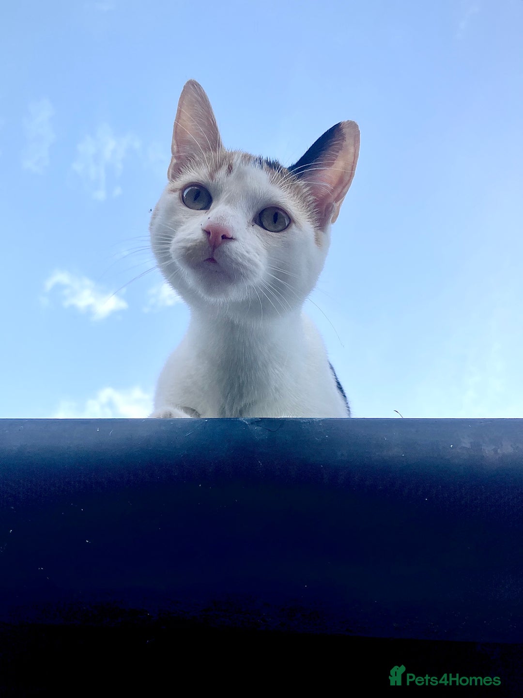 Mixed Breed cats for sale: Siamese/Devon Rex female 10m old  - Image 5