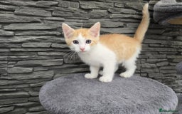 Mixed Breed cats for sale: Beautiful kittens - Image 11