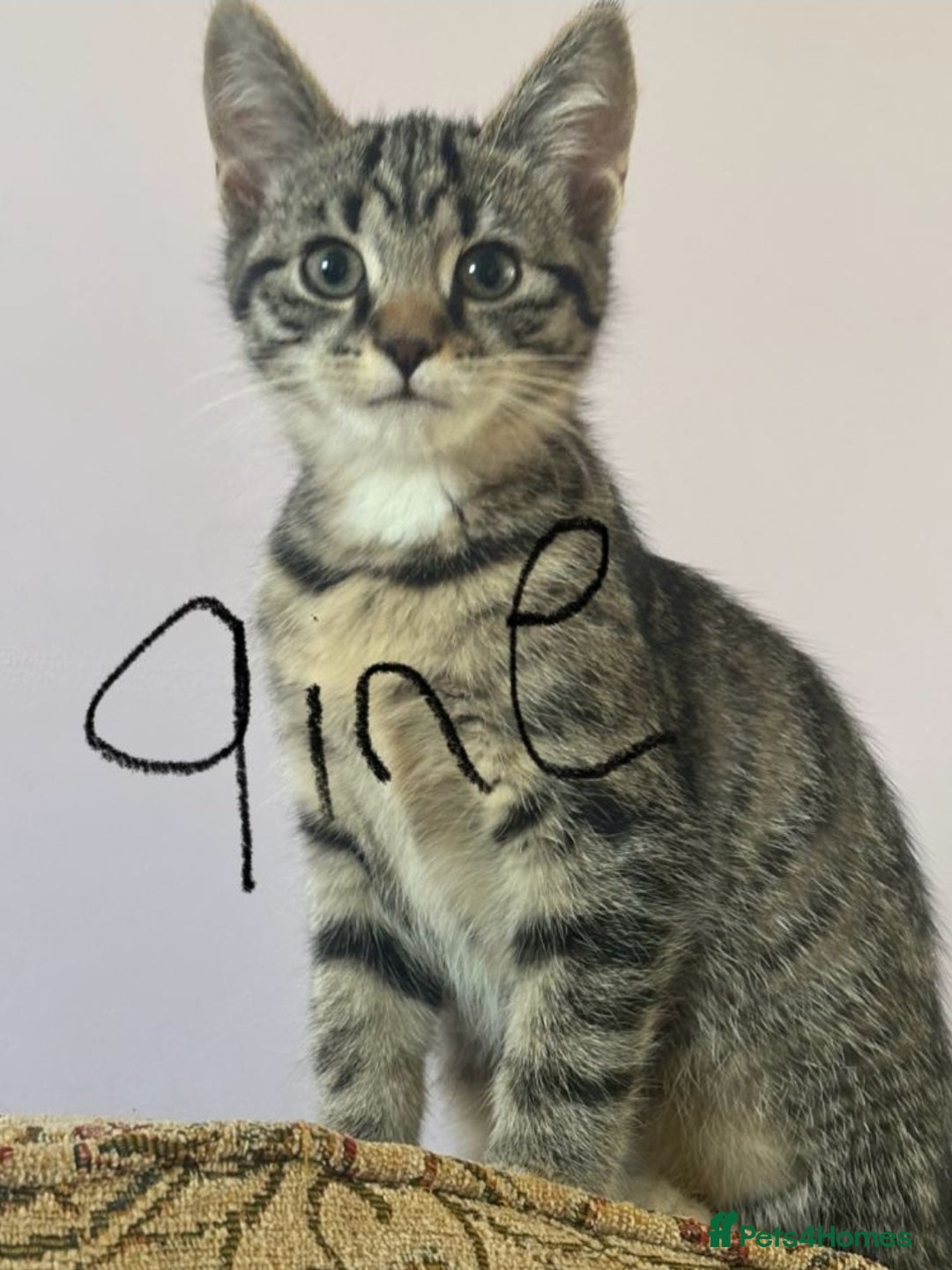 Mixed Breed cats for sale: Beautiful kittens ready now  - Advert 4