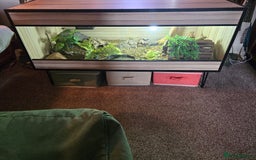 Tortoise reptiles for sale: Leopard torotise unsexed 18 months old with viv - Image 2