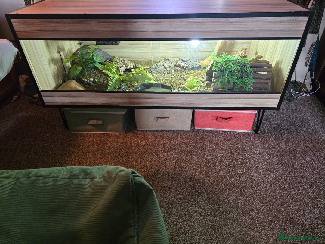 Tortoise reptiles for sale: Leopard torotise unsexed 18 months old with viv - Image 2
