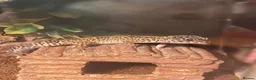 Leopard Gecko reptiles for sale: 5-6 year old leopard ghecko in Bridport - Advert 2