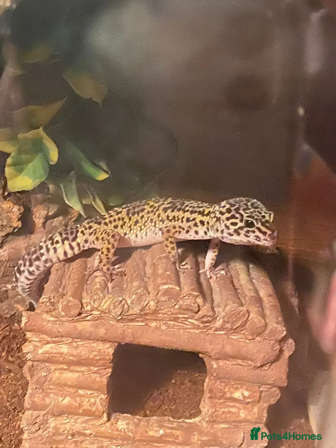Leopard Gecko reptiles for sale: 5-6 year old leopard ghecko in Bridport - Advert 2