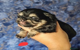 Shih Tzu dogs for sale: Beautiful Shih Tzu Puppies  - Image 8