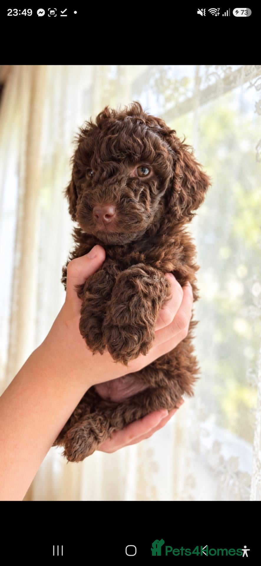 Cockapoo dogs Beautiful Teddy Face Curly Cockapoo Puppies - Advert 2