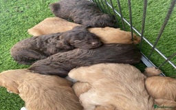 Cockapoo dogs for sale: Cockerpoo puppies - Image 6
