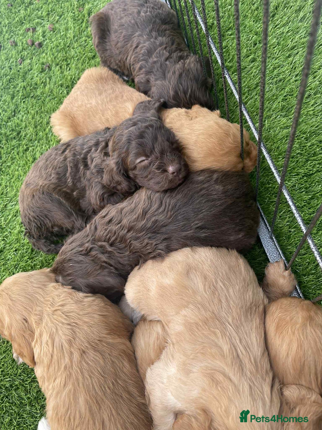 Cockapoo dogs for sale: Cockerpoo puppies - Image 6
