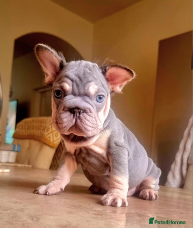 French Bulldog dogs - Advert 1