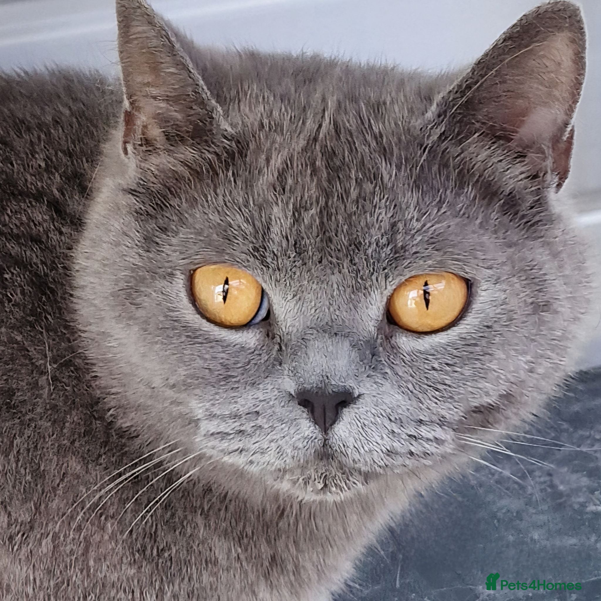British Shorthair cats Gorgeous British Blue  Shorthaired girl  - Advert 1