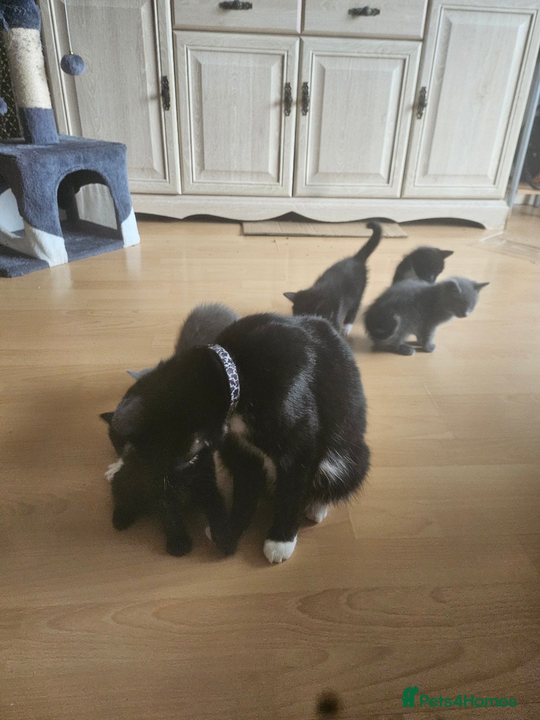 British Shorthair cats for sale: Beautiful kittens looking for loving homes  - Image 7